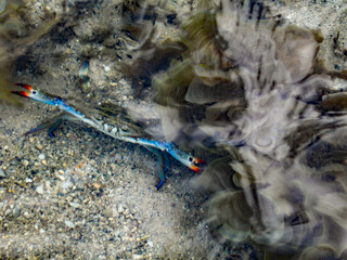 A blue swimmer crab, posturing with its pinchers spread to look bigger, in the intertidal Zone...