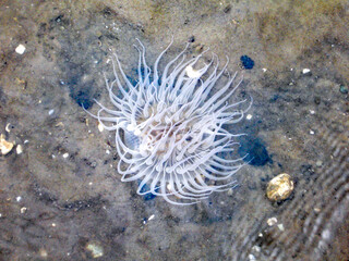 A white sea anemone on soft substrate in a tidal pool in Inhaca Island, Maputo Bay, Mozambique,...