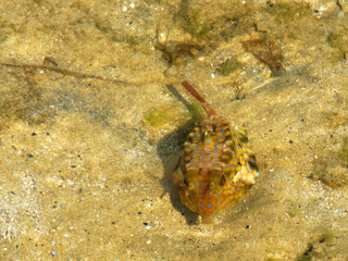 A small puffed up tan and blue spotted sharp-nosed Pufferfish in the shallow water of a small tide pool on the tidal flats of Inhaca Barrier Island along the coast of Southern Mozambique.