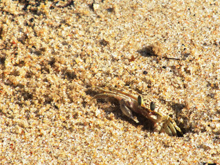 A small crab busy cleaning its burrow in the sand on a sandy beach on Inhaca Island, of the Southern Coast of Mozambique.