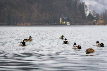 Ducks swimming in Lake Bled