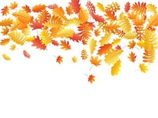 Oak, maple, wild ash rowan leaves vector, autumn foliage on white background.