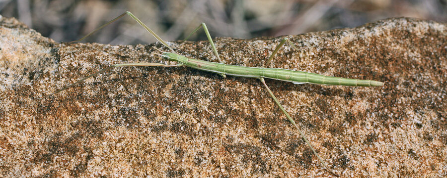 phasme sur une pierre