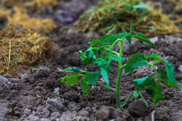 Green young tomato seedling with near mulch on the ground close-up, copy space for adding thematic text lettering on housekeeping, gardening, vegetable growing, autonomous survival and vegetarianism