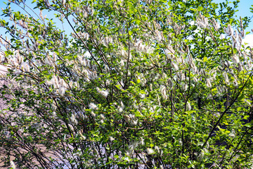 Monrepos Park, recreation in the park, promenade by the lake, natural landscape, tourist recreation in the reserve.