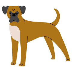 Boxer cute on a white background, vector illustration.