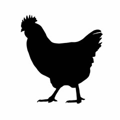 Black Chicken Drawing | Chicken Clip Art | Chicken Illustration