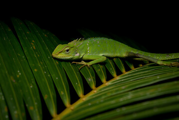 Green iguana on green palm tree close up view, shot selective focus on eye