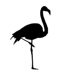 Black Flamingo | Flamingo Bird | Flamingo Drawing