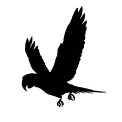 Black Parrot Clip Art | Parrot Illustration | Parrot Drawing