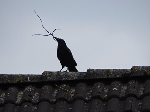 Rabe baut ein Nest