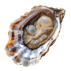 A pearl is sitting inside of an oyster shell