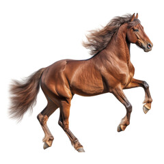 running horse isolated on transparent background cutout