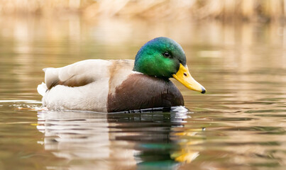 Mallard duck (Anas plathyrynchos) in natural habitat