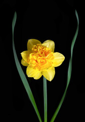 Yellow daffodil cut flower on a black background with corolla petals and pistils. Rare varieties of narcissus. © Елена Вилкова