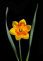 Yellow and orange daffodil on a black isolated background. Rare varieties of daffodil. Ideas for design and creativity. © Елена Вилкова