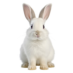 white rabbit isolated on transparent background cutout