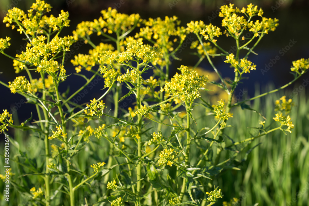 Canvas Prints isatis tinctoria, dyer's woad yellow flowers closeup selective focus