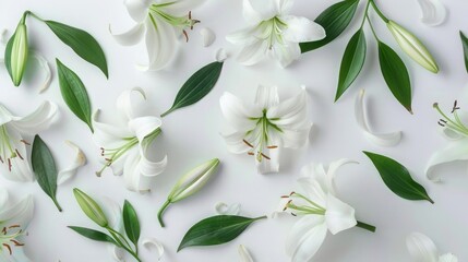 White lily flowers and green leaves scattered on white background