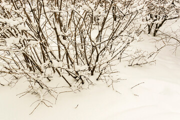 Snowy surface  with a bush
