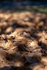 autumn leaves on the ground