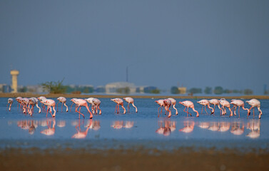Fototapeta premium The Flock of Flamingos