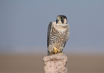 The Peregrine Falcon