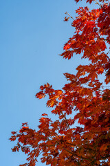 red autumn maple leaves