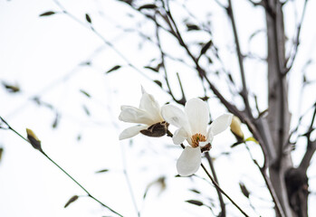Blooming Anise Magnolia treein the city park