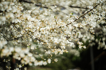 Blooming cherry tree in the park