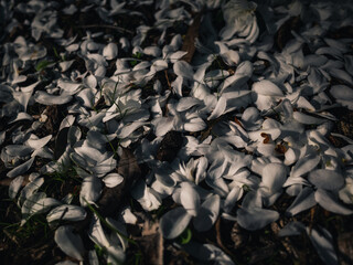 White flower petals in the garden