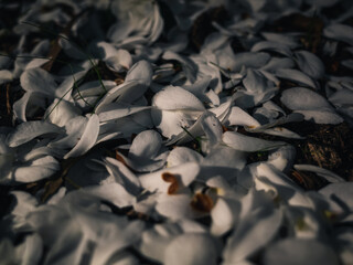White flower petals in the garden