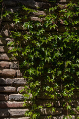 Old brick wall with wild grape