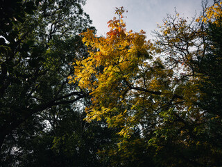 autumn leaves in the forest