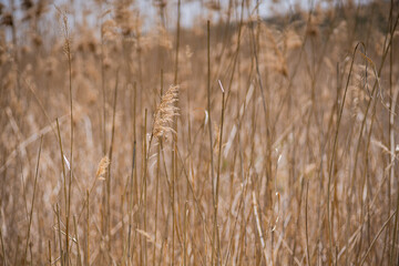 Fototapeta premium Aquatic plants on the lake