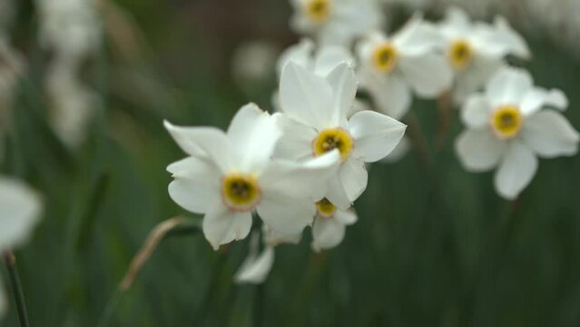 Poet's daffodil flowers (Narcissus poeticus) with smooth sliding motion. Close up of white flowers in the garden.