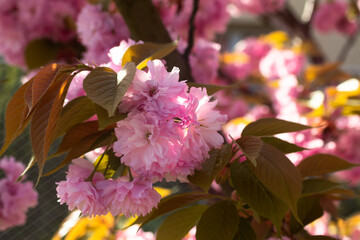 The cherry blossom. Sakura trees. Sakura photo close up.