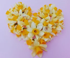  Daffodil flowers heart on blue paper texture background. Yellow narcissus flowering in love shape colorful close up. First spring small flower narcis heart. Tender romantic gentle fond for mothers day © Real Moment