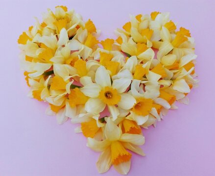 Daffodil flowers heart on blue paper texture background. Yellow narcissus flowering in love shape colorful close up. First spring small flower narcis heart. Tender romantic gentle fond for mothers day