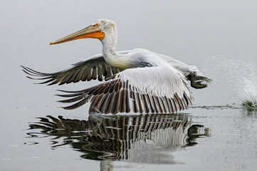 Dalmatian Pelican of Kerkini Lake