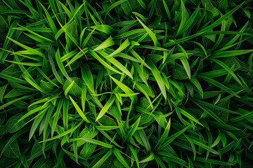 Close-up top view of fresh green grass, showing the texture and detail 
