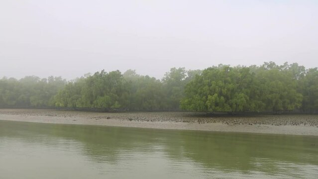 Scene of early winter morning at Sundarbans.this 4K video was taken from Sundarbans National Park,Bangladesh.