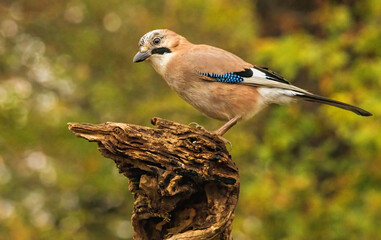 Forest bird Jay (Garrulus glandarius)