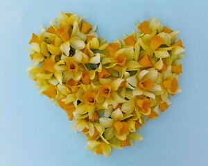 Daffodil flowers heart on blue paper texture background. Yellow narcissus flowering in love shape...