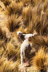 two small sheep in high grass