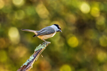 Common Marsh Tit in the forest background