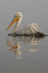 Dalmatian Pelican of Kerkini Lake