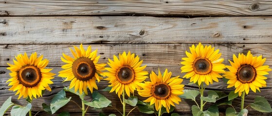 A Bright sunflowers arranged in a row on a rustic wooden plank background