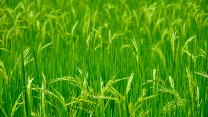 rice on a field