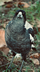 baby magpie on the ground film photography